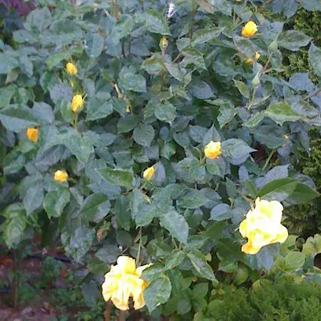 Dreambg Aparthotel Sozopol